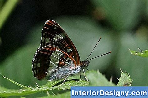 Schmetterling Bush Krankheiten Und Insekten